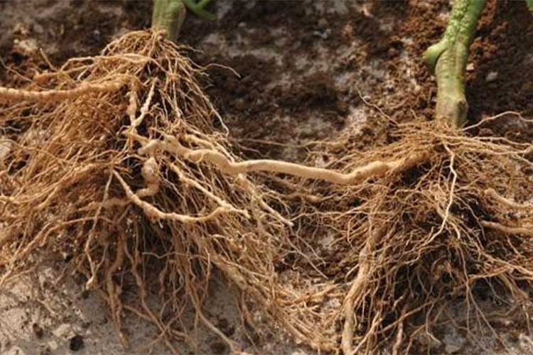 電解水促進(jìn)植物生長(zhǎng)、提高產(chǎn)量