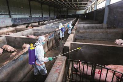 次氯酸發生器在畜牧行業的消殺應用