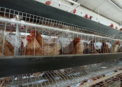 次氯酸水養雞場消毒