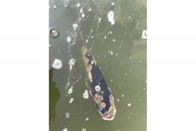 盛懷次氯酸水可有效治療出現(xiàn)水霉的魚