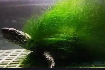 微酸性電解水在毒藻清除中的應(yīng)用