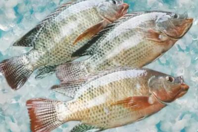 微酸性次氯酸水是如何殺死嗜水氣單胞菌的，您知道嗎？