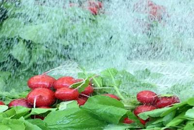 次氯酸發生器在凈菜加工中的應用