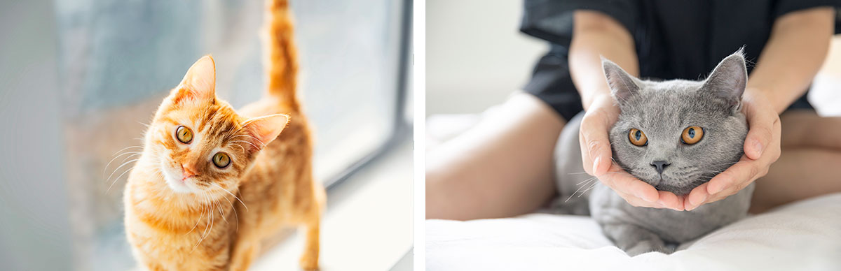 次氯酸機器 次氯酸機器