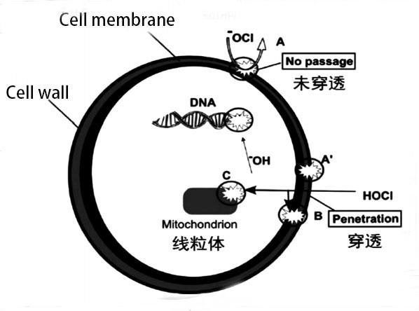 次氯酸發(fā)生器殺死細(xì)胞膜 次氯酸發(fā)生器殺死細(xì)胞膜