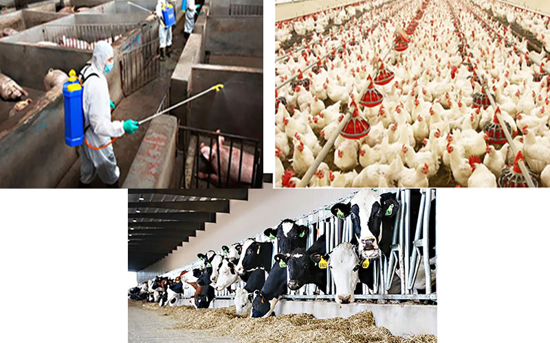 次氯酸畜牧養殖圖 次氯酸畜牧養殖圖