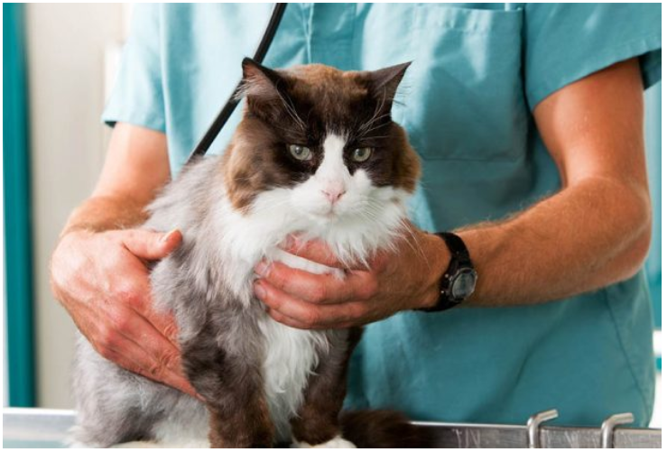 次氯酸寵物消毒