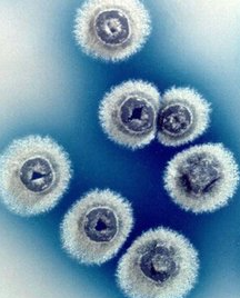 次氯酸水可有效去除霉菌 次氯酸水可有效去除霉菌