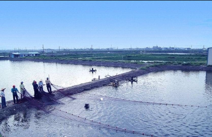 盛懷次氯酸水在水產加工業的使用 盛懷次氯酸水在水產加工業的使用