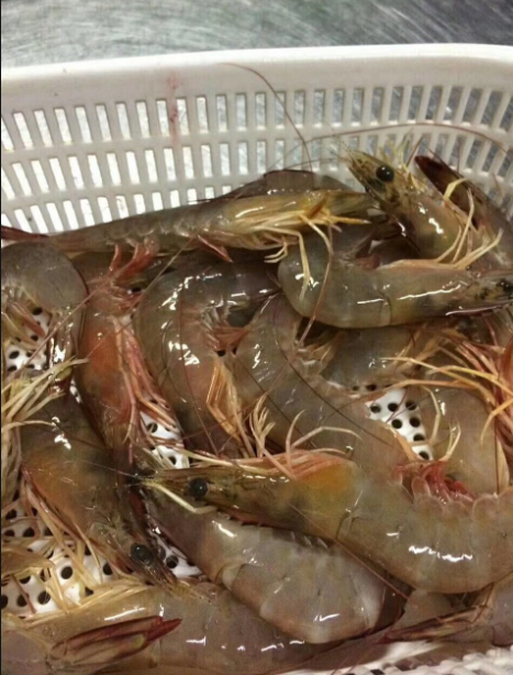 盛懷次氯酸水能有效改善蝦致病菌感染