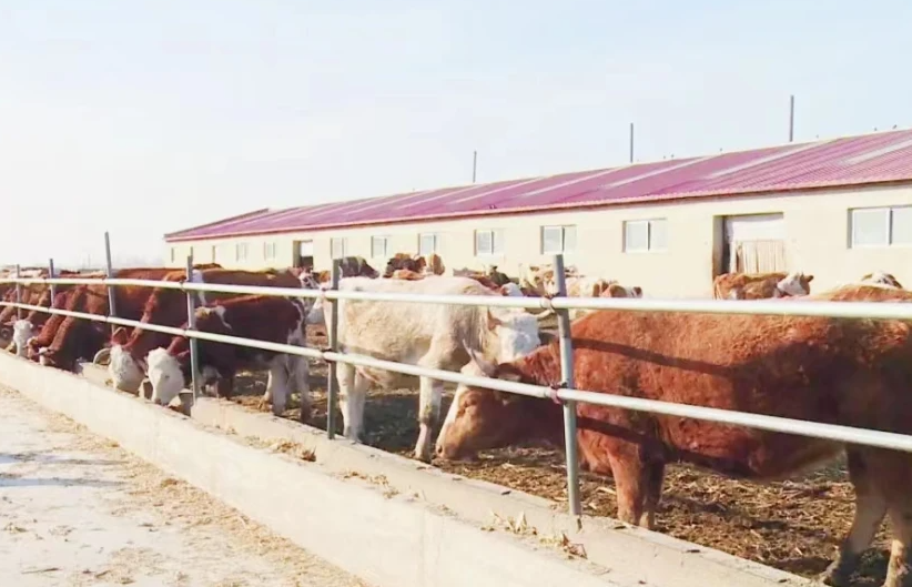 次氯酸水在畜牧養殖領域發揮著除臭消毒功效