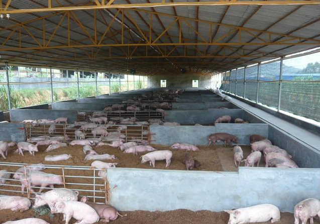 次氯酸水在豬場養(yǎng)殖行業(yè)的應(yīng)用 次氯酸水在豬場養(yǎng)殖行業(yè)的應(yīng)用