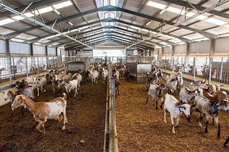 1712109324210364.jpg 羊圈.jpg